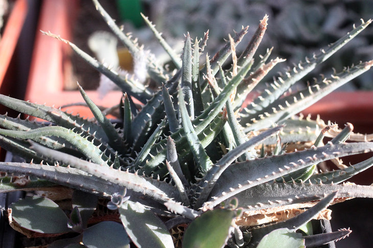 Aloe calcairophila