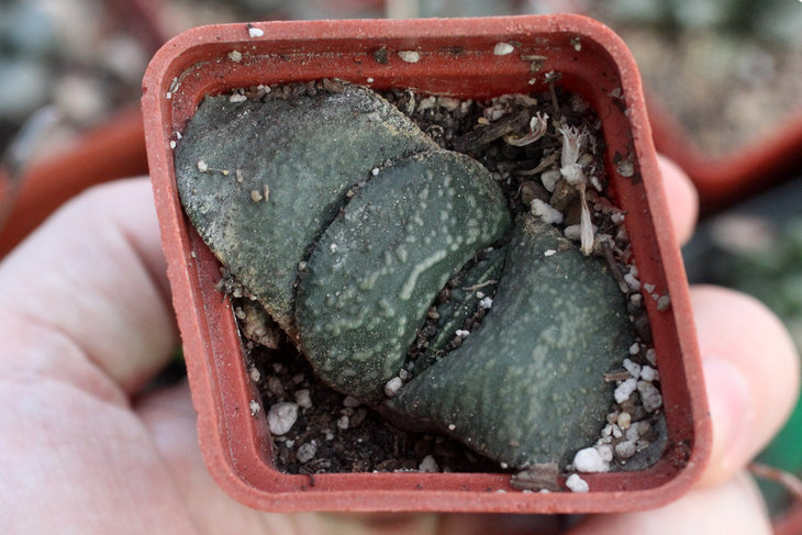 Японский культивар Gasteria armstrongii (обратите внимание, как листы распёрли горшок)