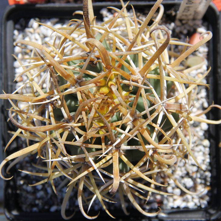 ferocactus chrysacanthus