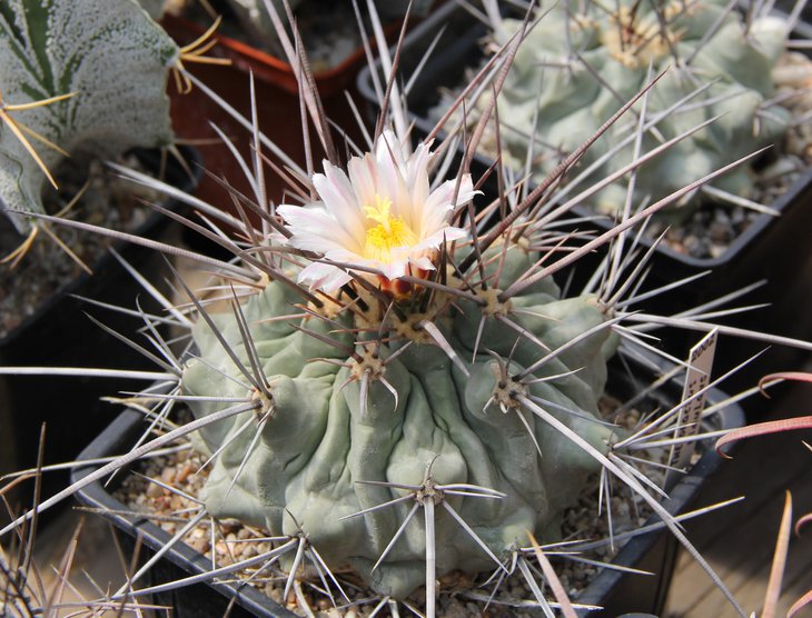 Thelocactus nidulans