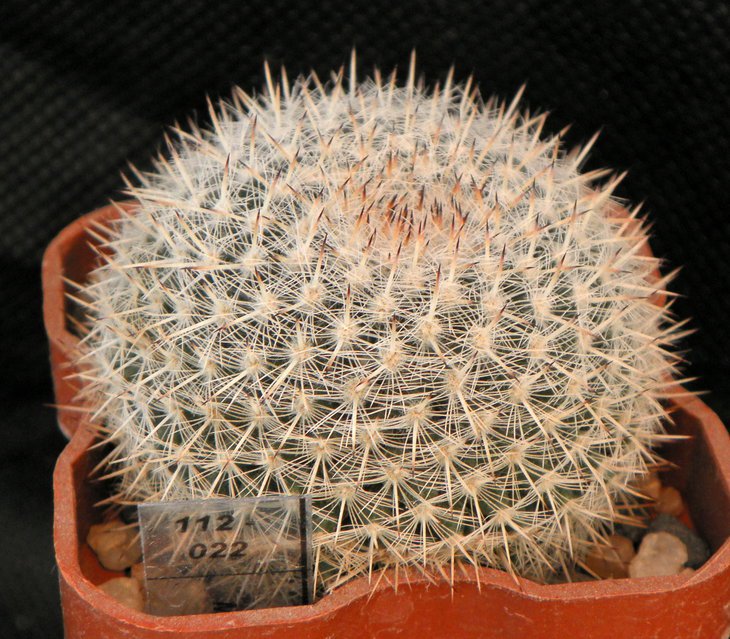 Mam. klissingiana csd140 _112022.jpg