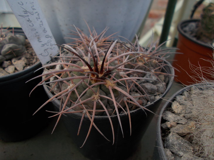 Gymnocalycium spegazzinii v horizonthalonium.JPG