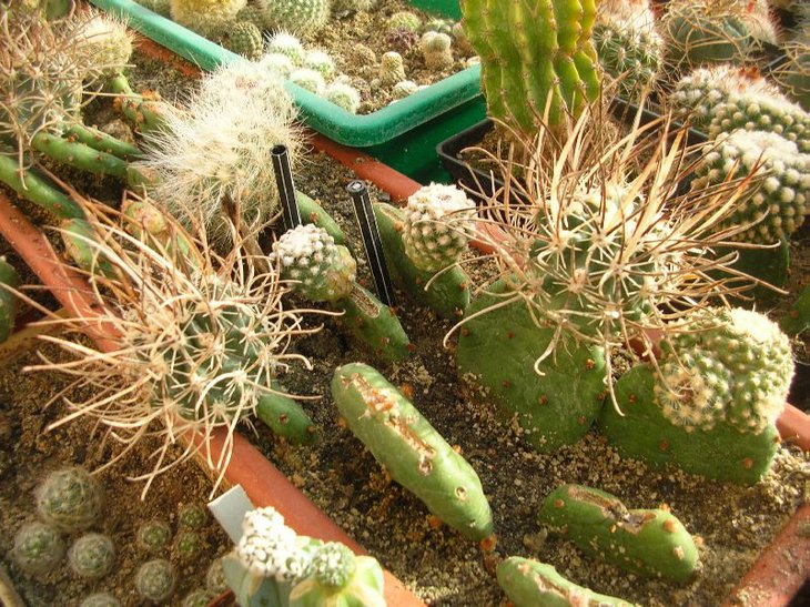 sclero.spinosior v.schleserii SB1540, щеплені 09_2013, цвіли і плодоносили 05_2015