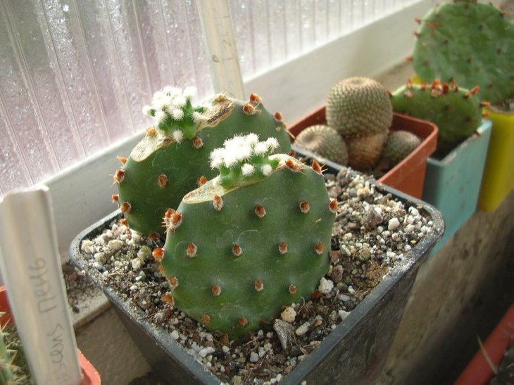 щепи на opuntia rhodantha - 07_2015 - цікаво що з того вийде