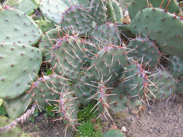 rhodantha