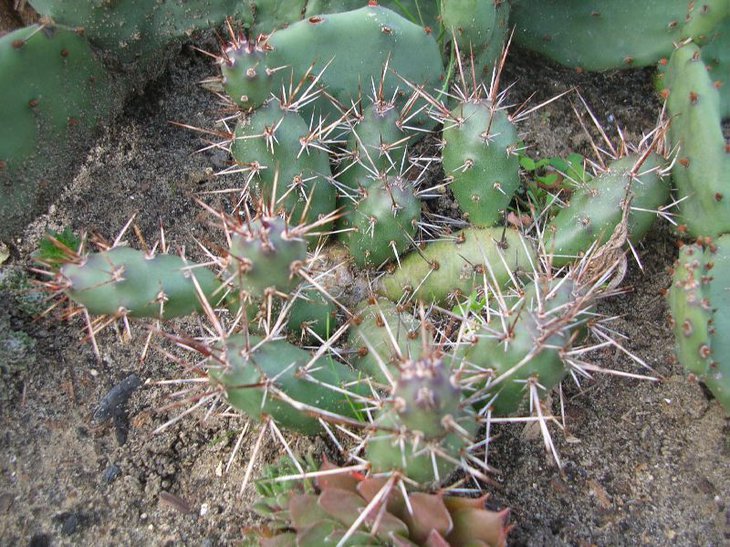 fragilis