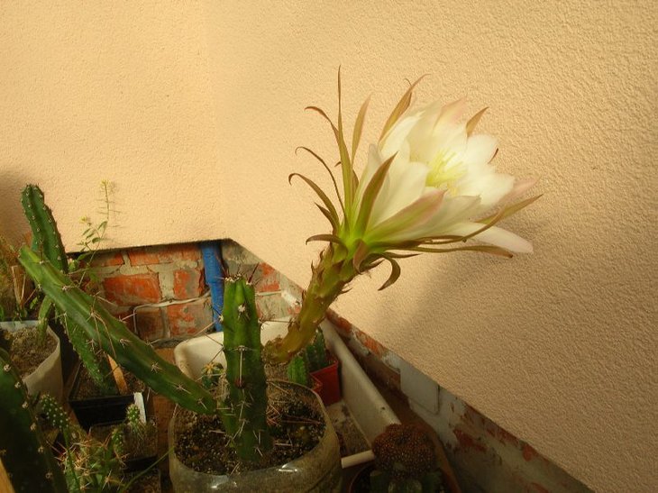 DSCN4810.JPG