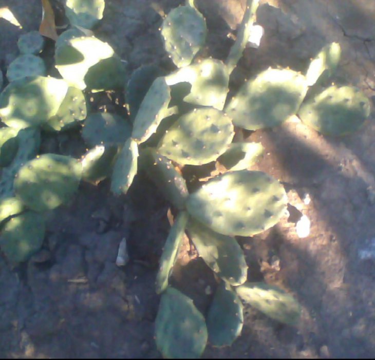 Opuntia humifusa..jpg