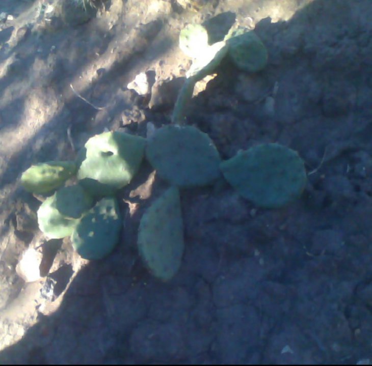 Opuntia humifusa....jpg