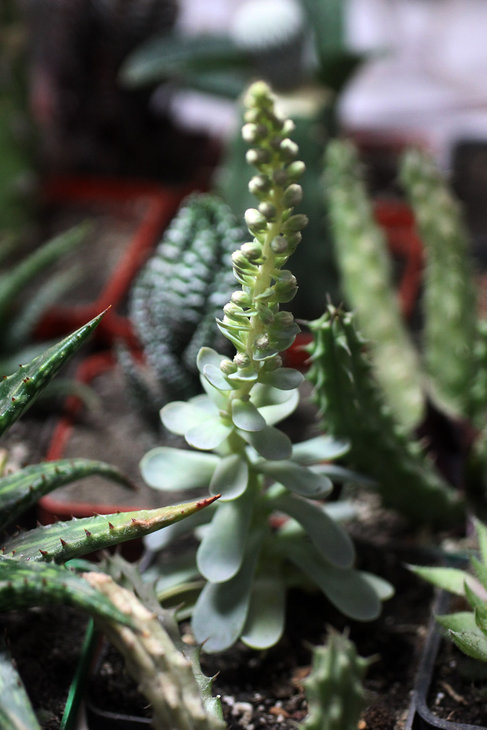 Orostachys iwarenge