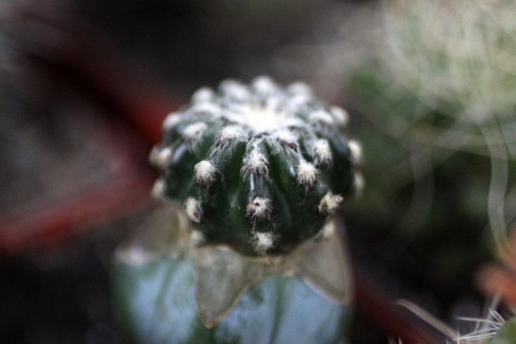 Discocactus horstii