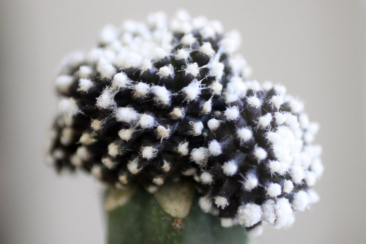 Copiapoa tenuissima f. monstrosa