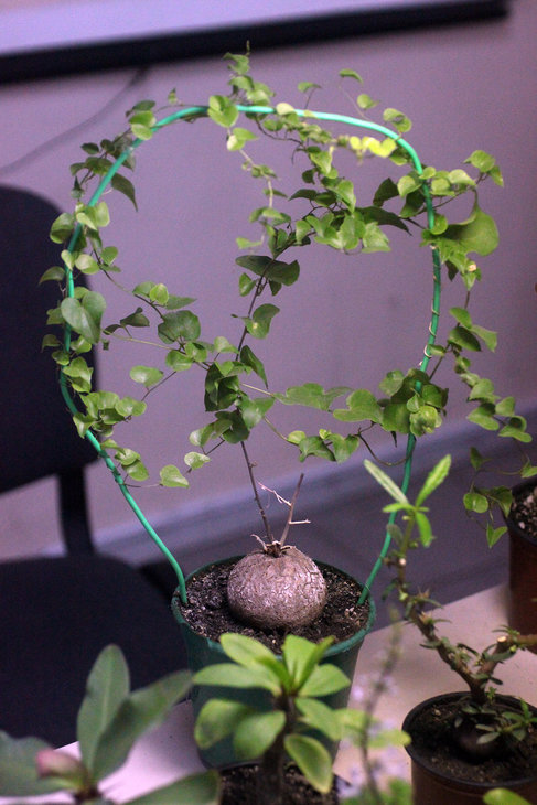 Dioscorea elephantipes