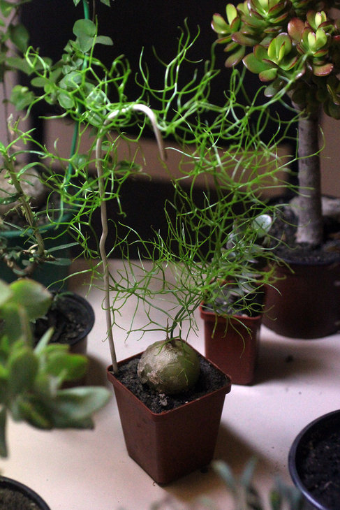 Bowiea volubilis
