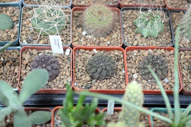 Neochilenia occulta