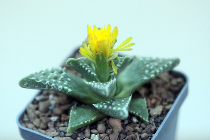 Faucaria tuberculosa