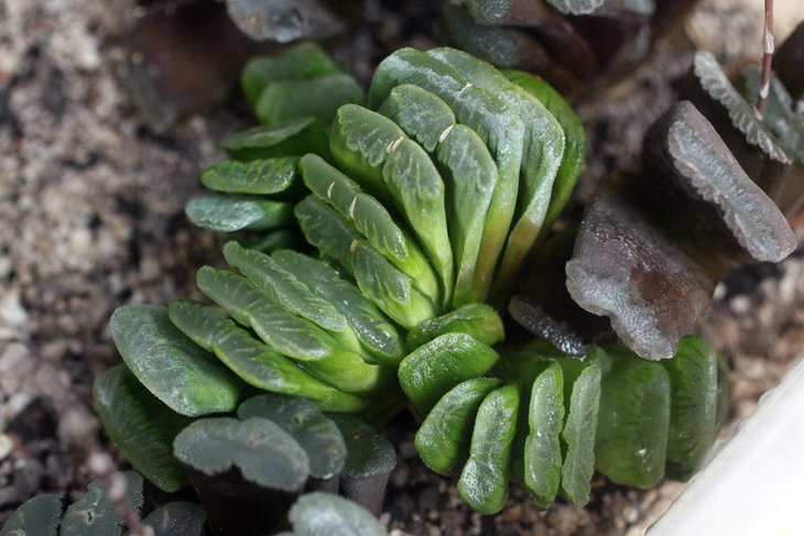 Haworthia cv. Lime Green