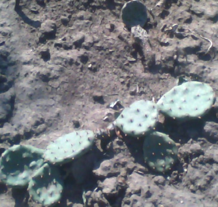 Opuntia compressa.jpg