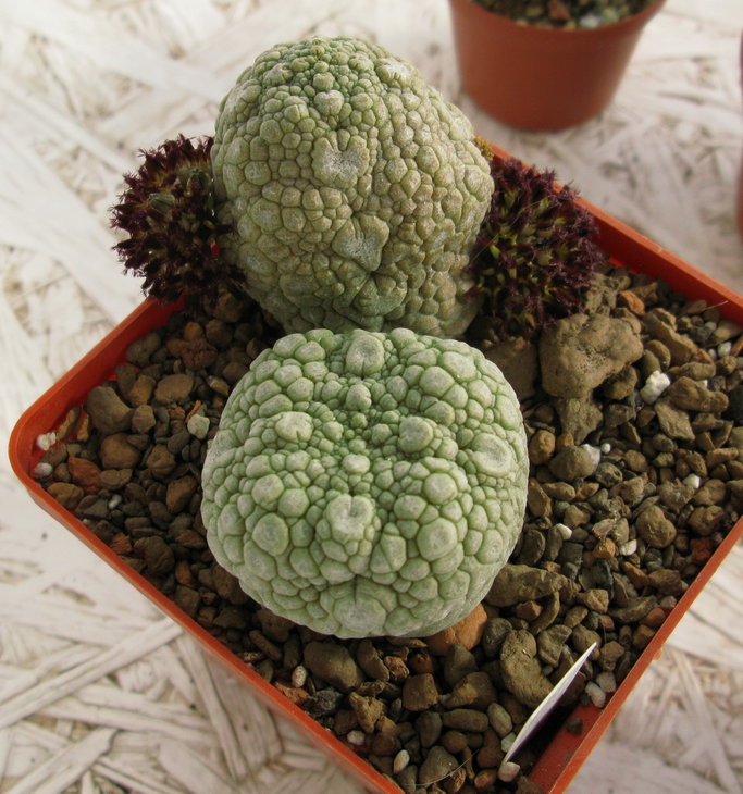 Pseudolithos eylensis J. J. Lavranos