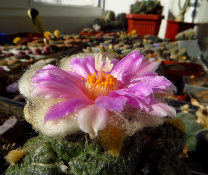 Ariocarpus fissuratus