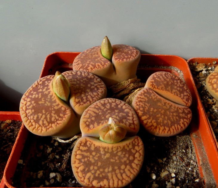 Aucampiae v. aucampiae