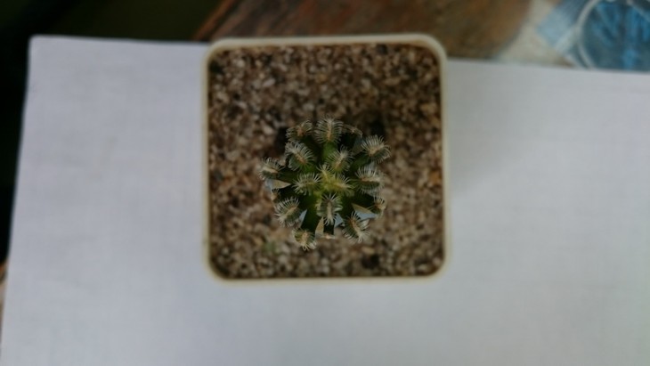 Mammillaria bertholdii aff. GC 1006 N of San Jose de Lachuguiri, Oax. 3.JPG
