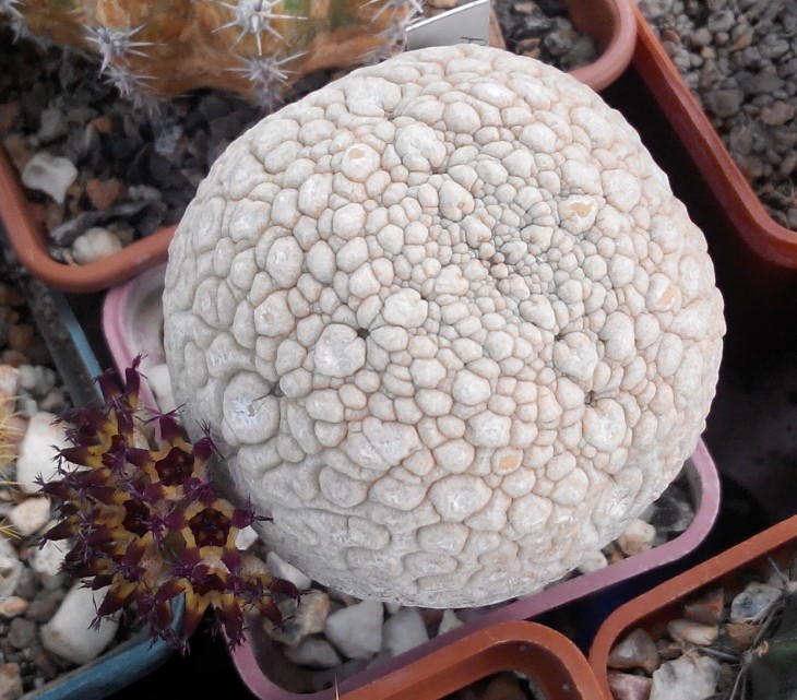 Pseudolithos eylensis