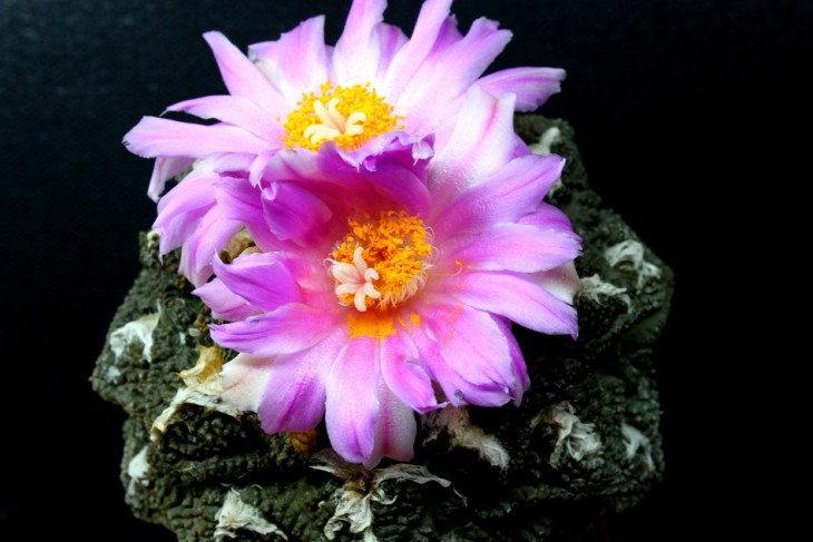 Roseocactus fissuratus