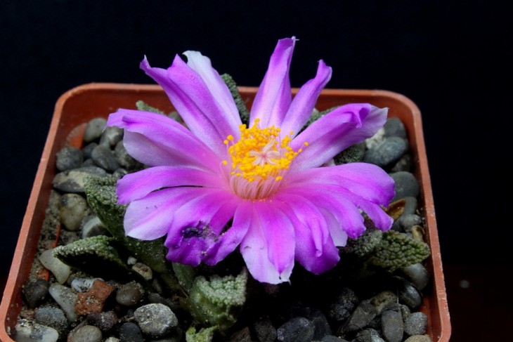 Roseocactus fissuratus v. hintoni