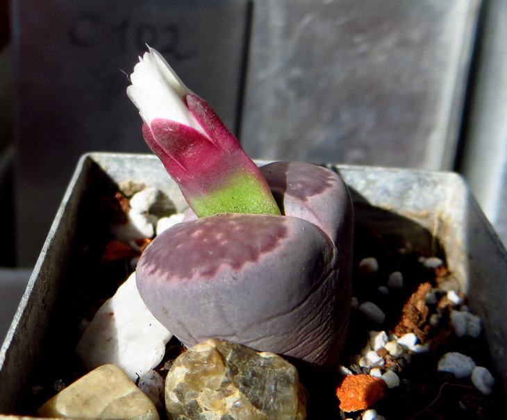 Lithops salicola cv Bacchus