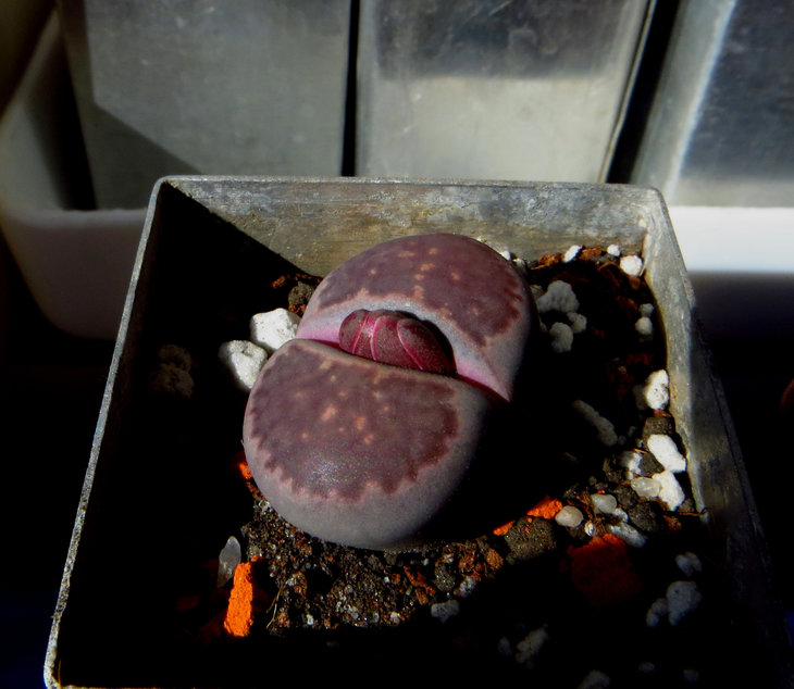 Lithops salicola cv Bacchus