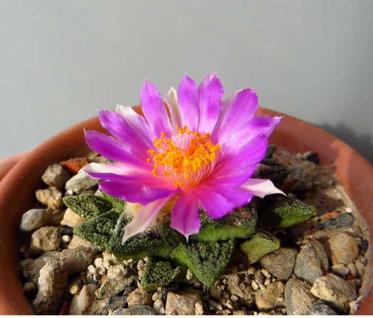 Ariocarpus fissuratus var. hintonii