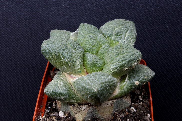 Ariocarpus 'CODZILLA' 2000.JPG
