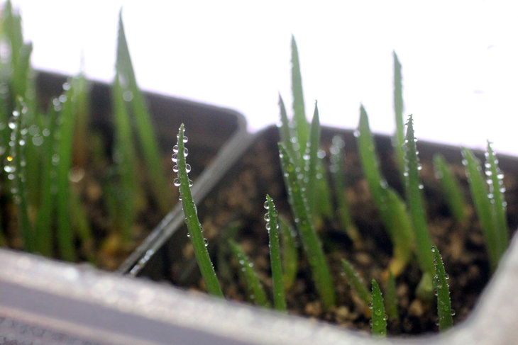 Aloe plicatilis, посеву чуть больше месяца