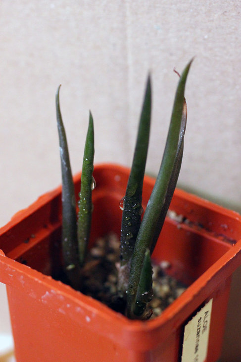 Мои сеянцы Aloe suzannae, февраль 2015 года
