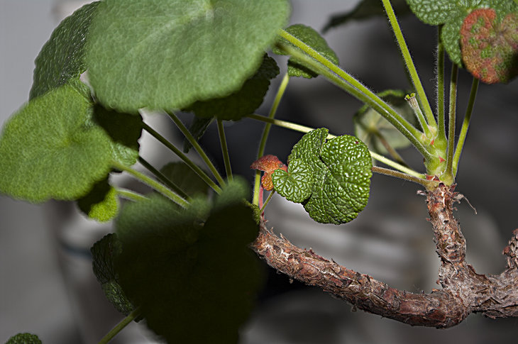 Pelargonium cotiledonis.jpg