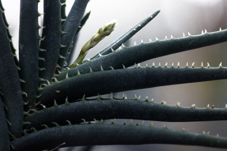 Aloe calcairophila готовится цвести