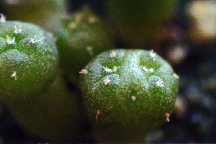 Дихотомический сеянец Lophophora fricii