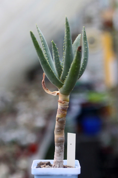 Aloe dichotoma