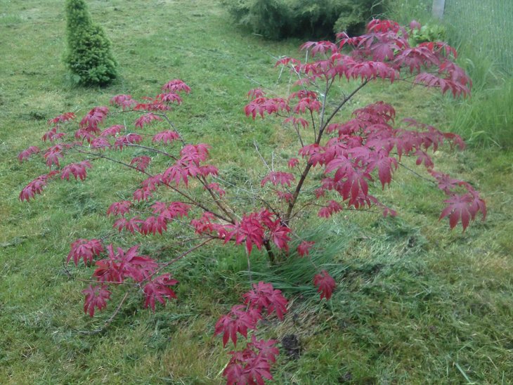 Acer 2.jpg