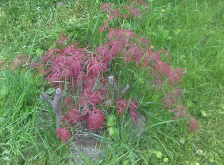 Acer 1.jpg