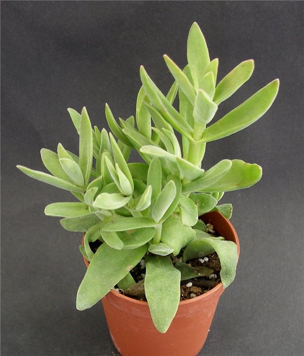 Crassula 1.jpg