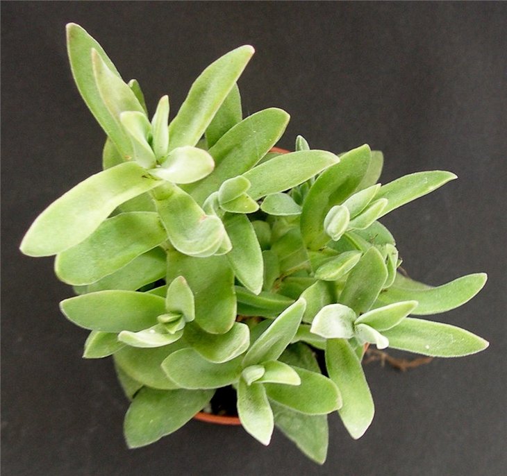 Crassula.jpg