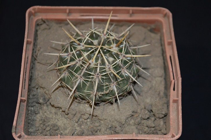 notocactus submammulosus?