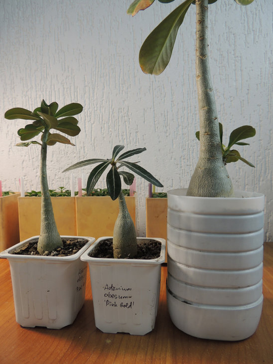 DSCN4851.JPG