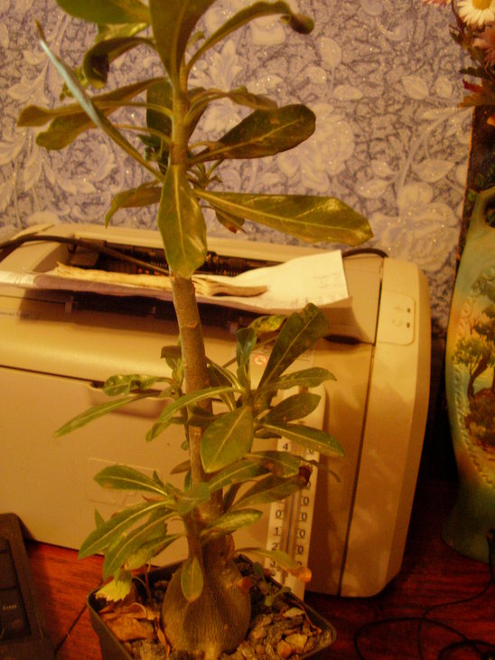 P1010002.JPG