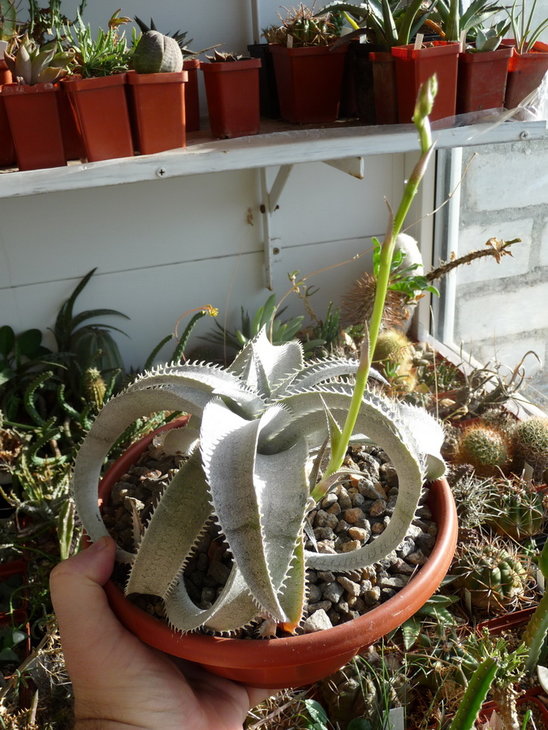 dyckia marnier-lapostollei var. estevesii 2_новый размер.JPG