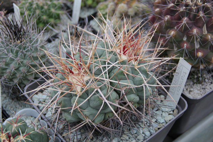 Thelocactus fossulatus.