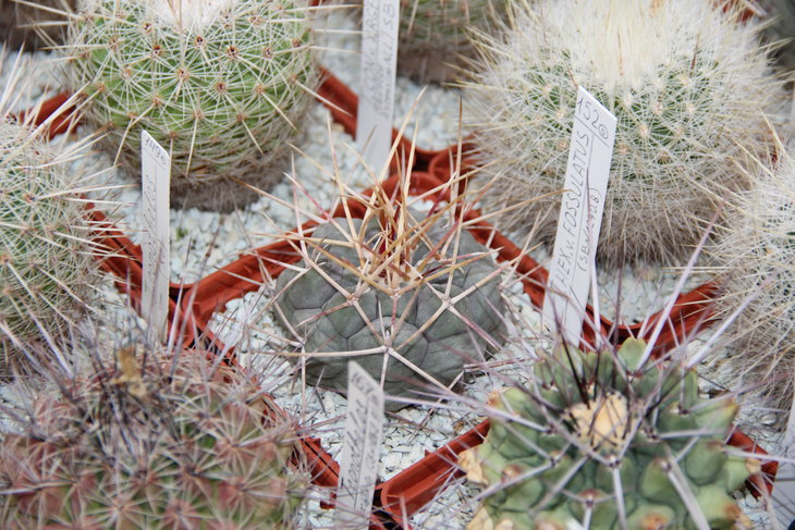 Thelocactus fossulatus.