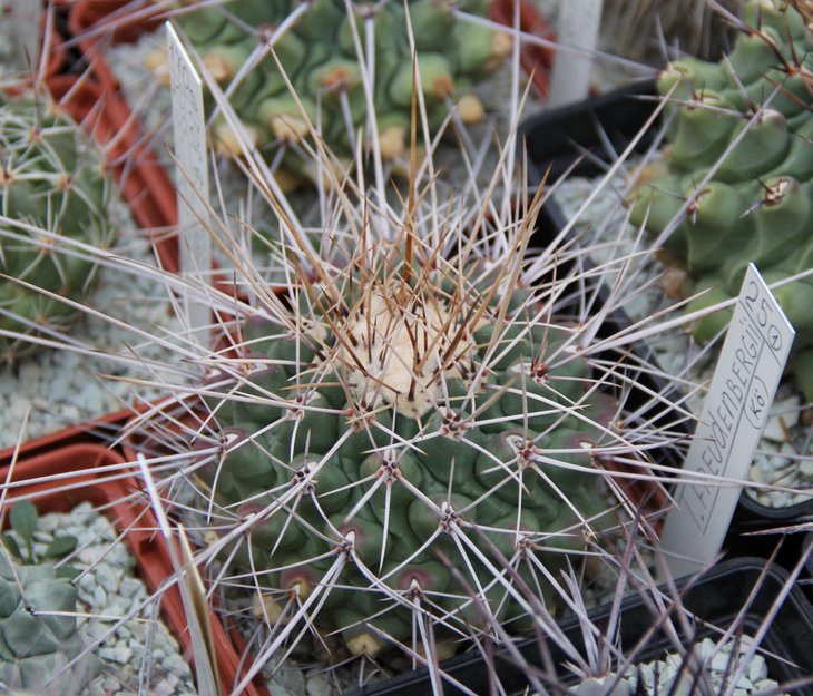 Thelocactus freudenbergeri